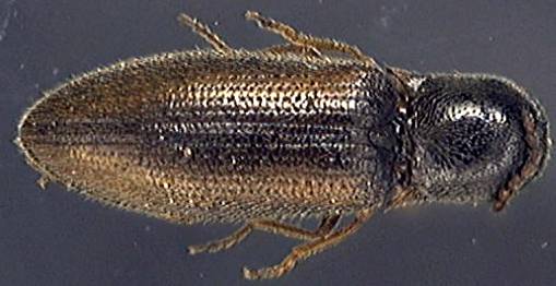 Agriotes pallidulus